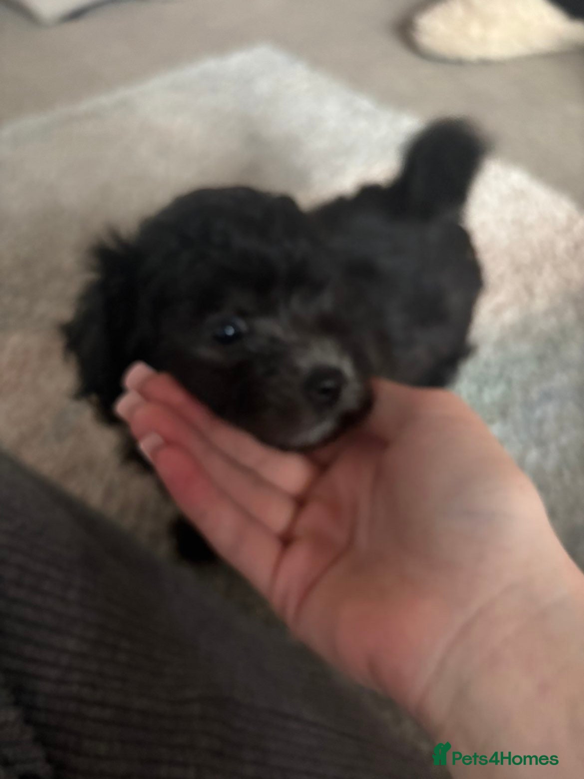 Pomapoo dogs Last one, Beautiful pomapoo puppy ready Thursday - Advert 1