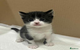 Mixed Breed cats for sale: KITTENS FOR SALE - Image 1