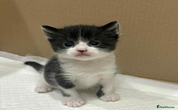Mixed Breed cats - Advert 5