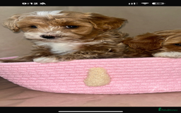Maltipoo dogs for sale: Stunning Red Maltipoo Boys 🐶  - Image 18