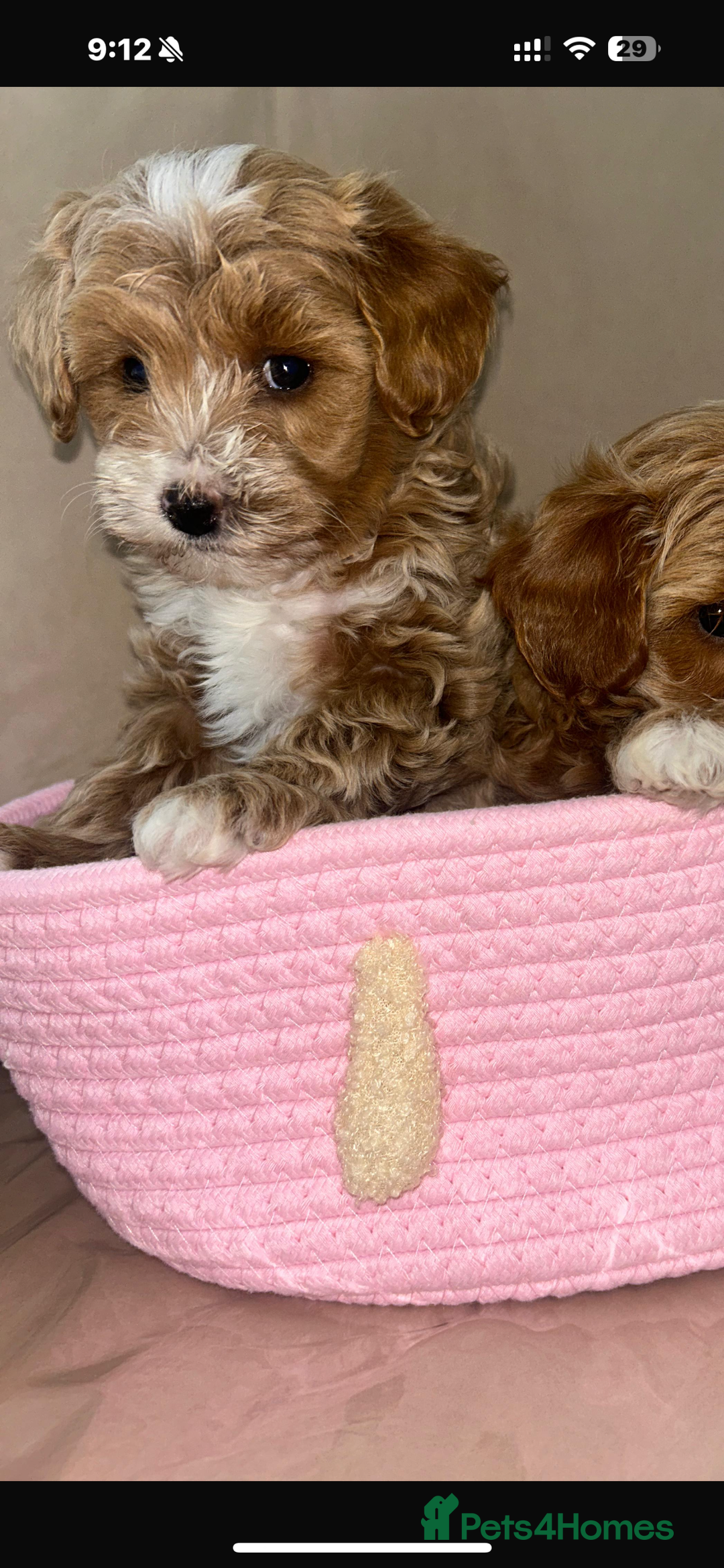 Maltipoo dogs for sale: Stunning Red Maltipoo Boys 🐶  - Image 18