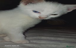 Mixed Breed cats for sale: Pure White brother and sister  - Image 4