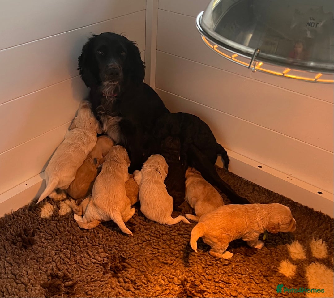 Cockapoo dogs for sale: Stunning F1 Cockapoos  - Advert 3