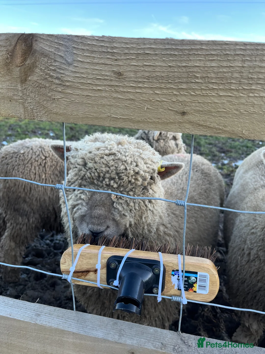 Sheep livestock for sale: Southdown Sheep in Sandbach - Advert 4