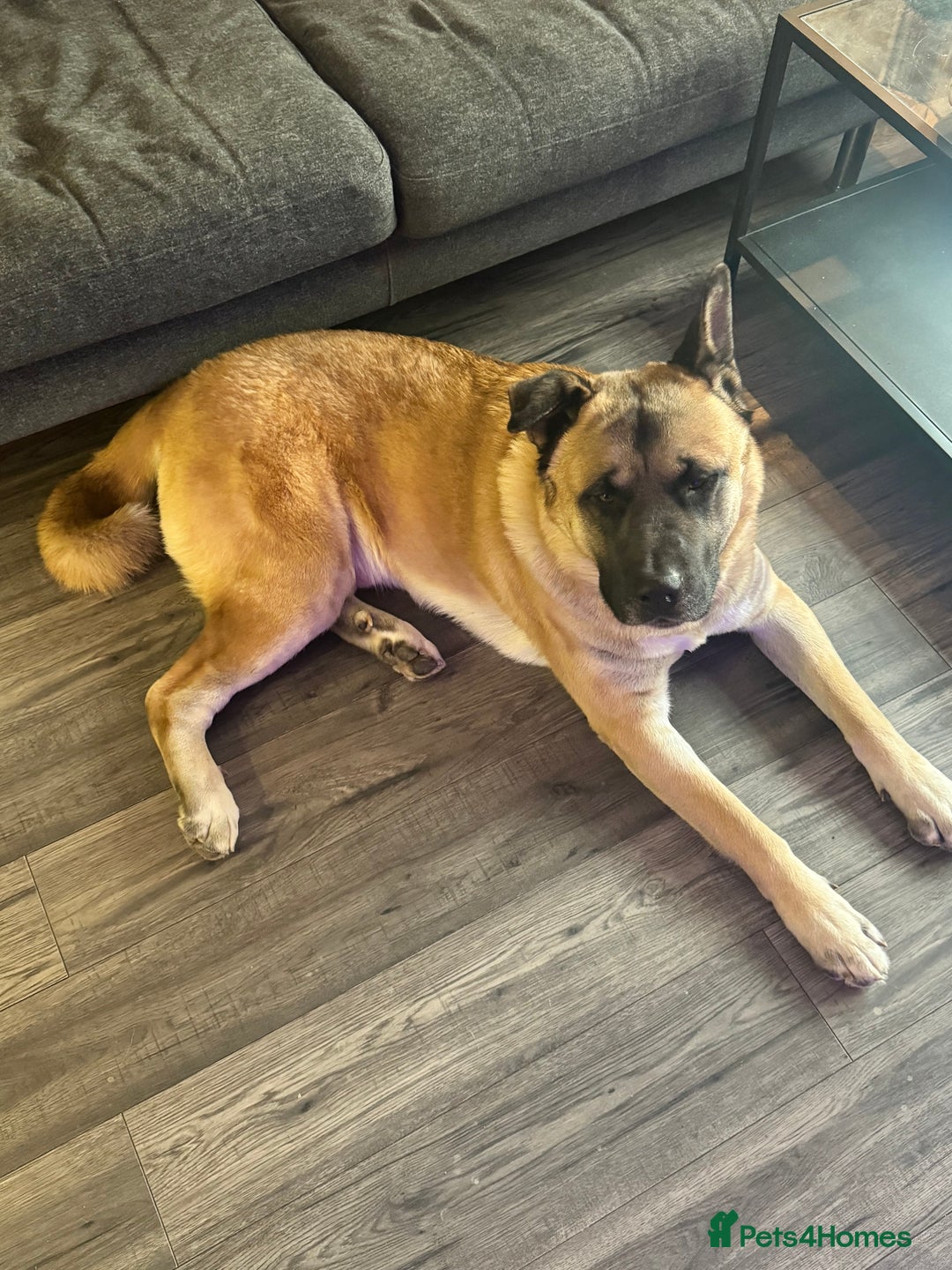 Mixed Breed dogs for sale: 3.5 year old Akita male - Advert 4