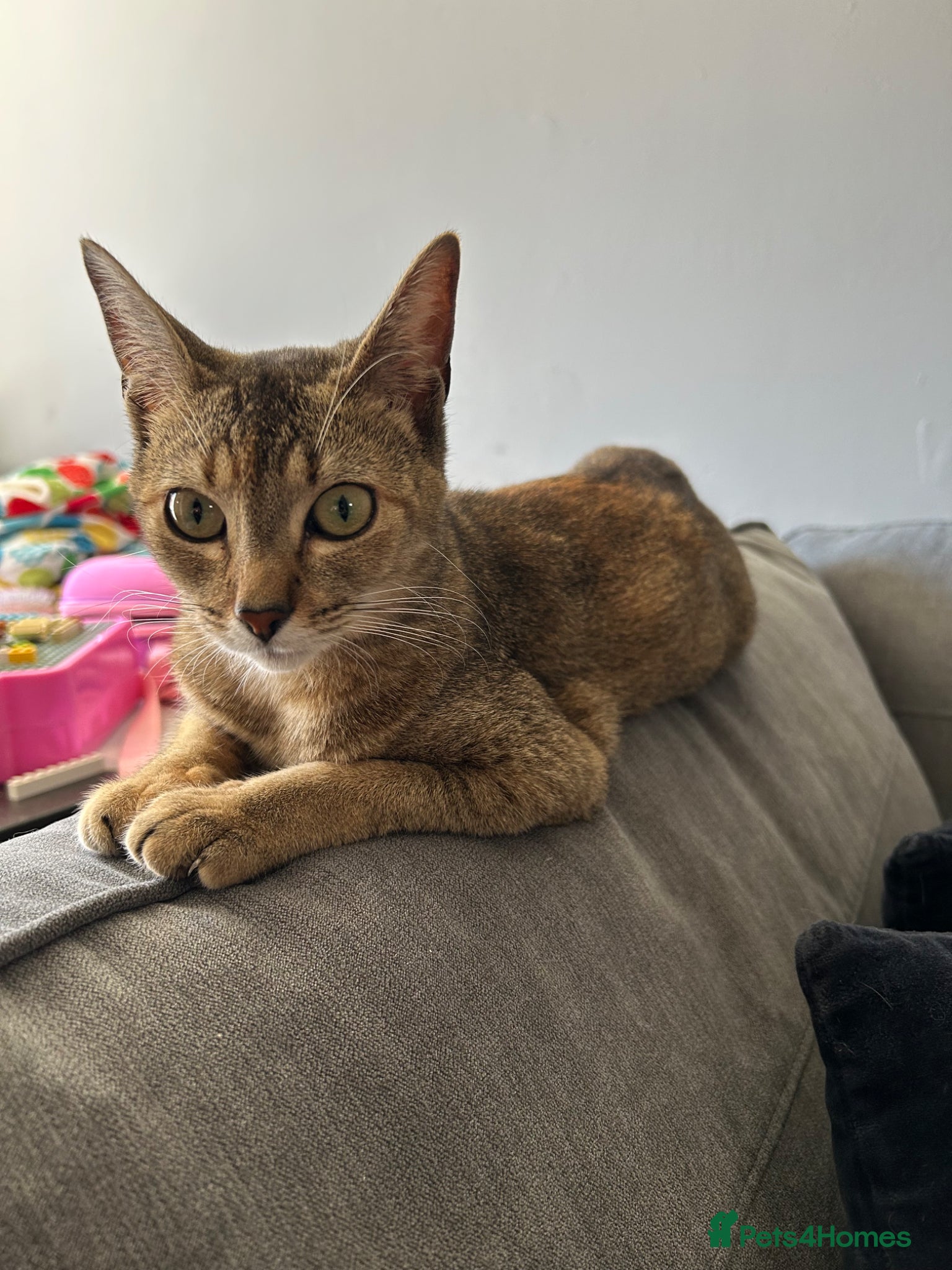 Mixed Breed cats for sale: 🚨GORGEOUS KITTENS READY TO LEAVE 🚨 - Advert 24