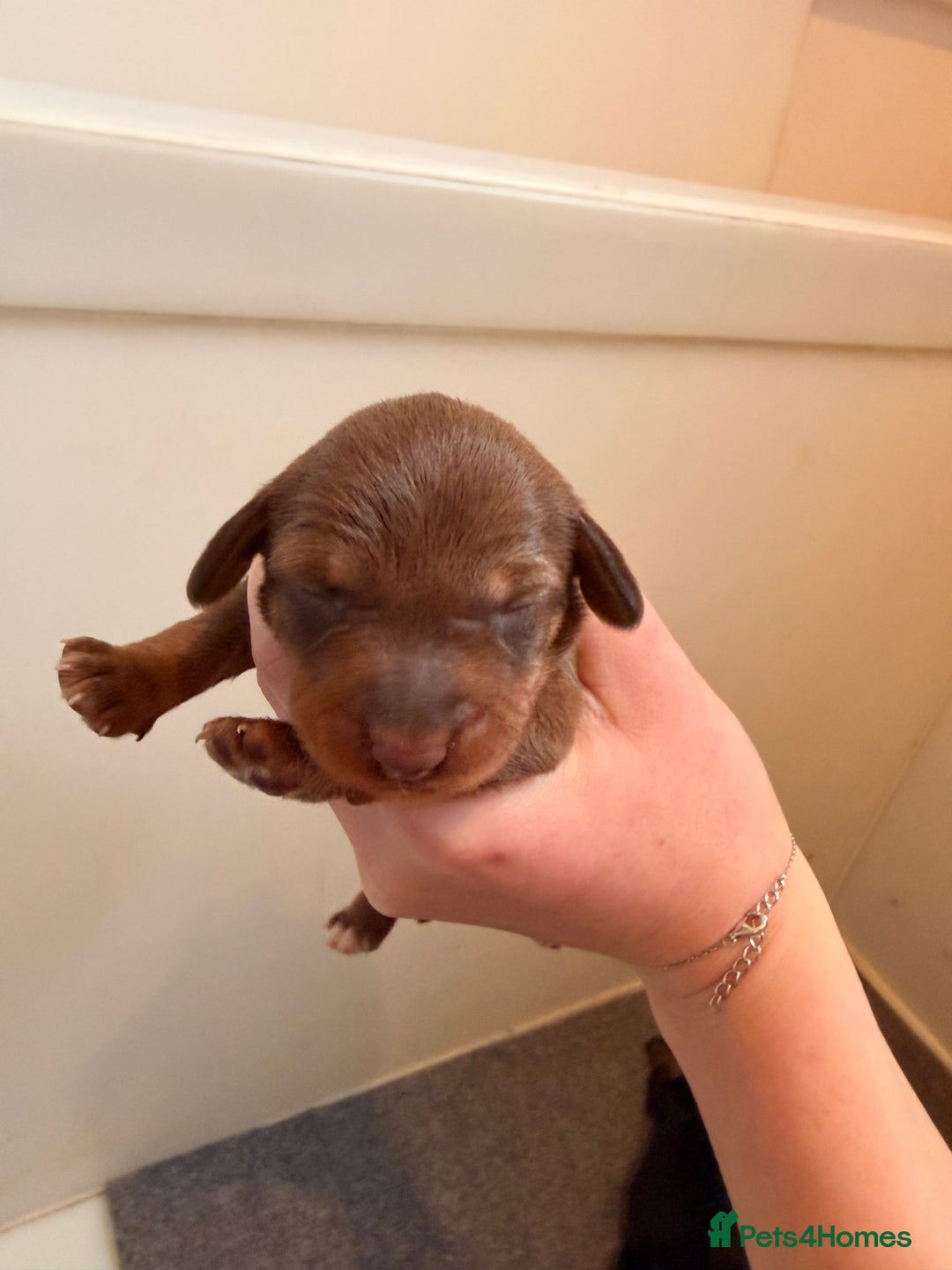 Dachshund dogs for sale: Exceptional Wire Haired Dachshunds (teckels)  - Advert 9