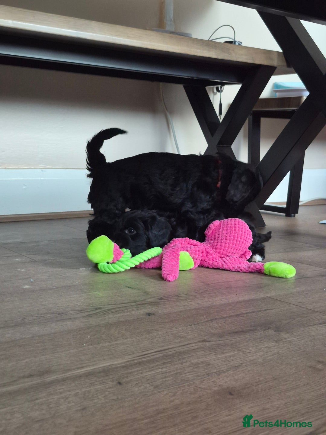 Mixed Breed dogs for sale: Last girl left. Ready to leave now 🥰 - Advert 12