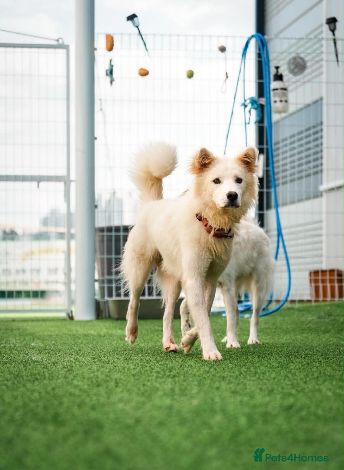 Samoyed dogs for adoption: CL Samoyed mix dog meat trade survivor - Advert 1
