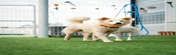 Samoyed dogs for adoption: CL Samoyed mix dog meat trade survivor in Basingstoke - Advert 1