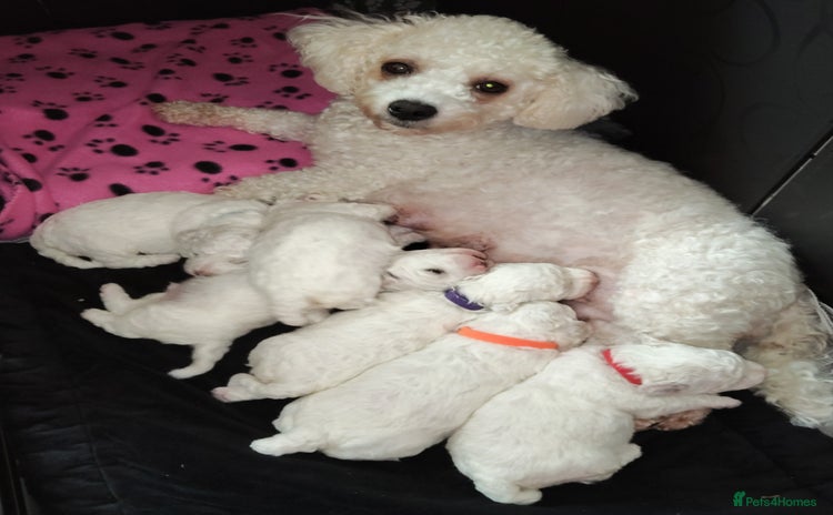 Bichon Frise dogs - Advert 3