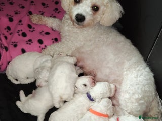 Bichon Frise dogs - Advert 14