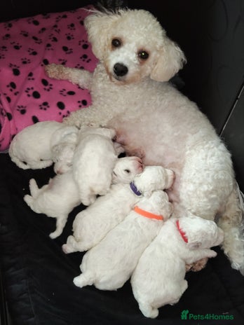 Bichon Frise dogs - Advert 3