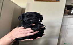 Cocker Spaniel dogs for sale: Upcoming Litter: KC Working Cocker Puppies - Image 29