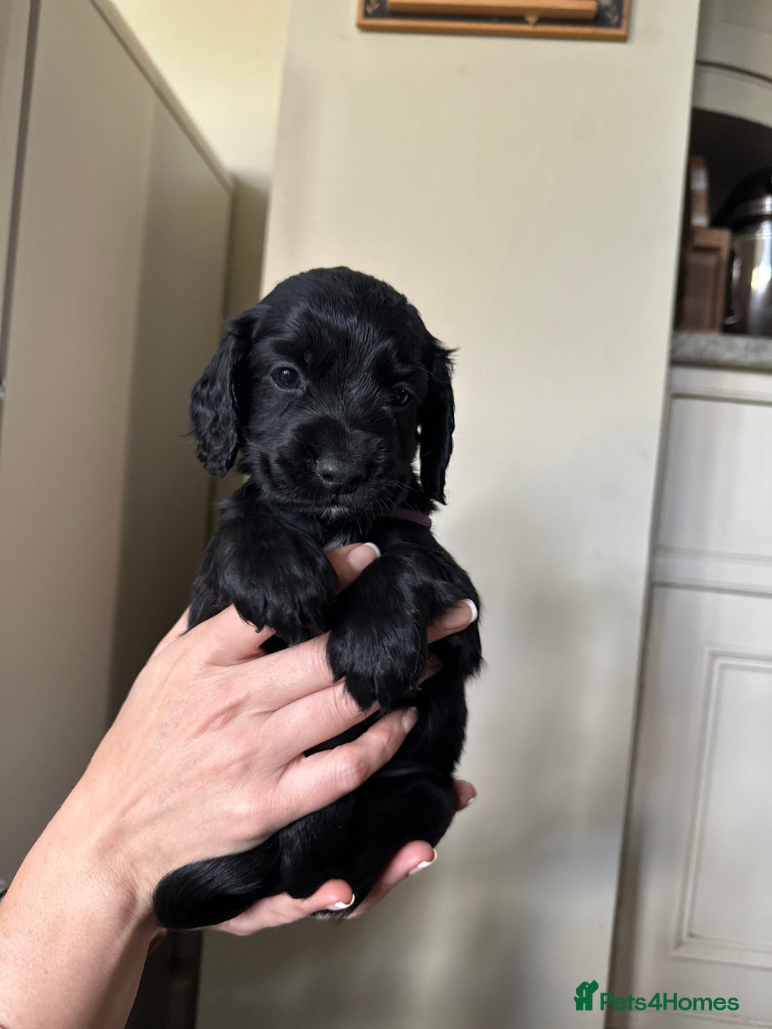 Cocker Spaniel dogs for sale: Upcoming Litter: KC Working Cocker Puppies - Image 29