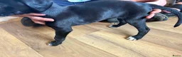Lurcher dogs for sale: Lurcher pups  - Advert 10