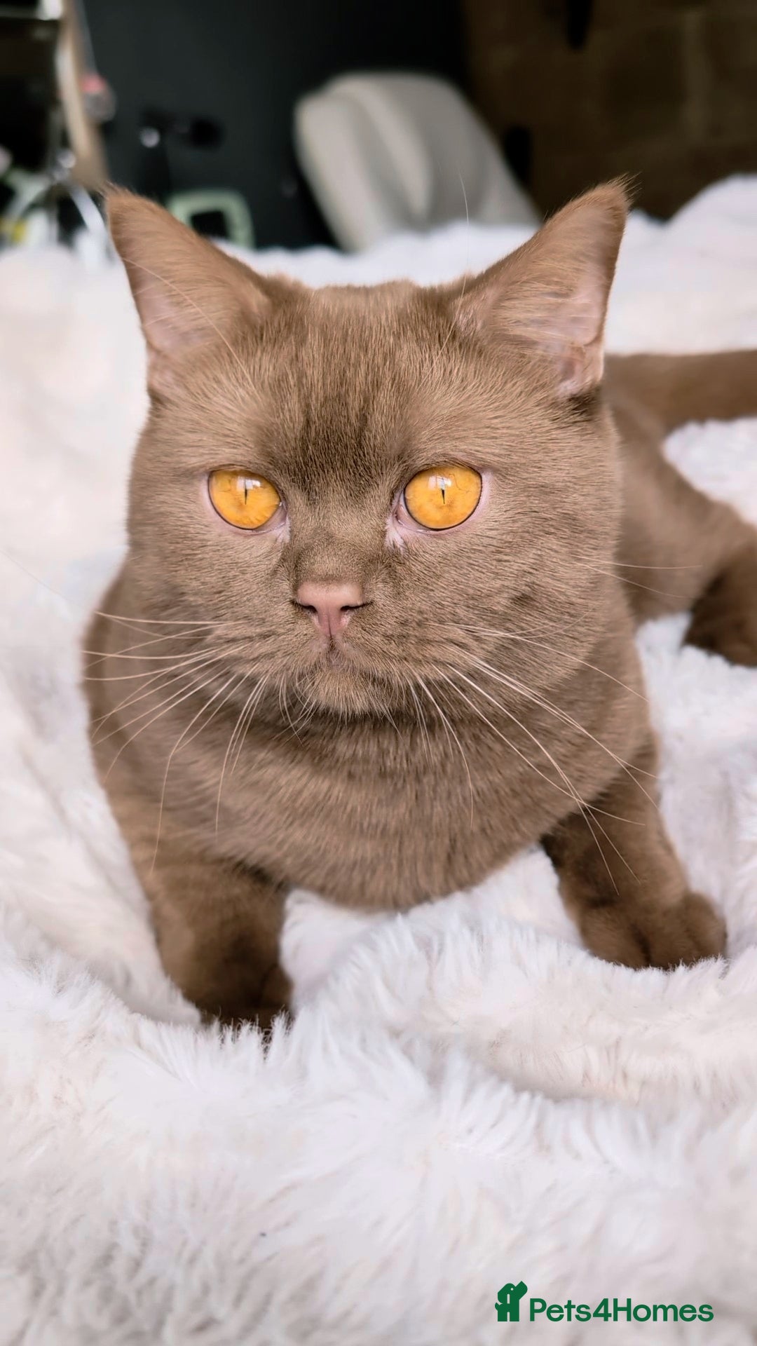 British Shorthair cats for stud: 💦CINNAMON🩸Blood B❣️GCCF & TICA 💙STUD only  - Advert 6