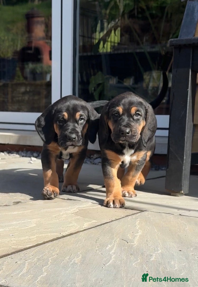 Bloodhound dogs Stunning Bloodhound puppies for sale - Advert 5