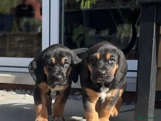 Bloodhound dogs Stunning Bloodhound puppies for sale - Advert 5
