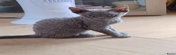 Devon Rex cats for sale: Pedigree DevRex Siblings-Looking for loving home  - Advert 10