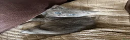 Khao Manee cats for sale: Grey half khao manee - Advert 6