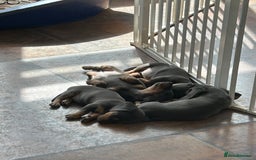 Miniature Dachshund dogs for sale: *** Stunning Blue and tan girlies *** - Image 20