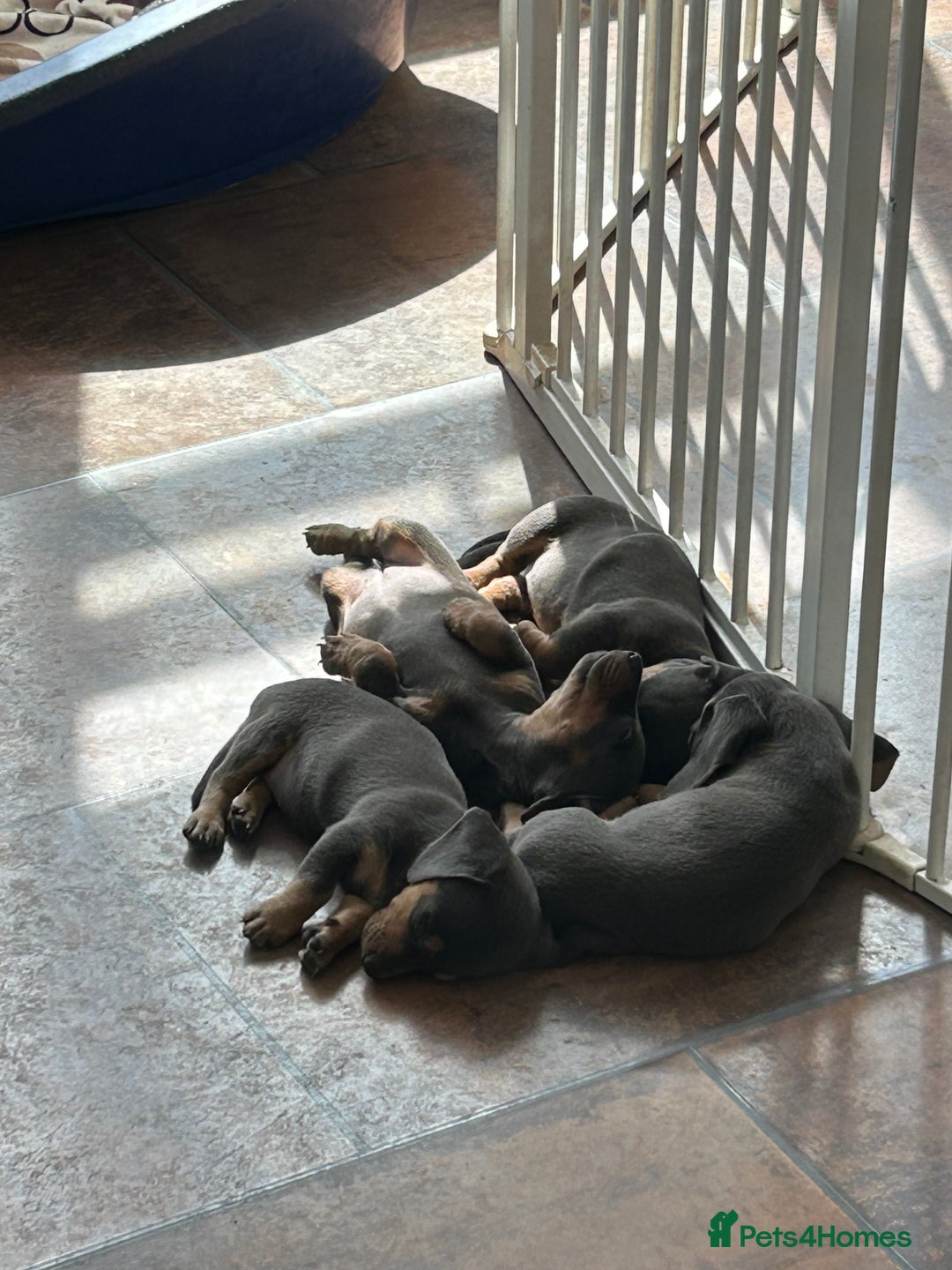 Miniature Dachshund dogs for sale: *** Stunning Blue and tan girlies *** - Image 20