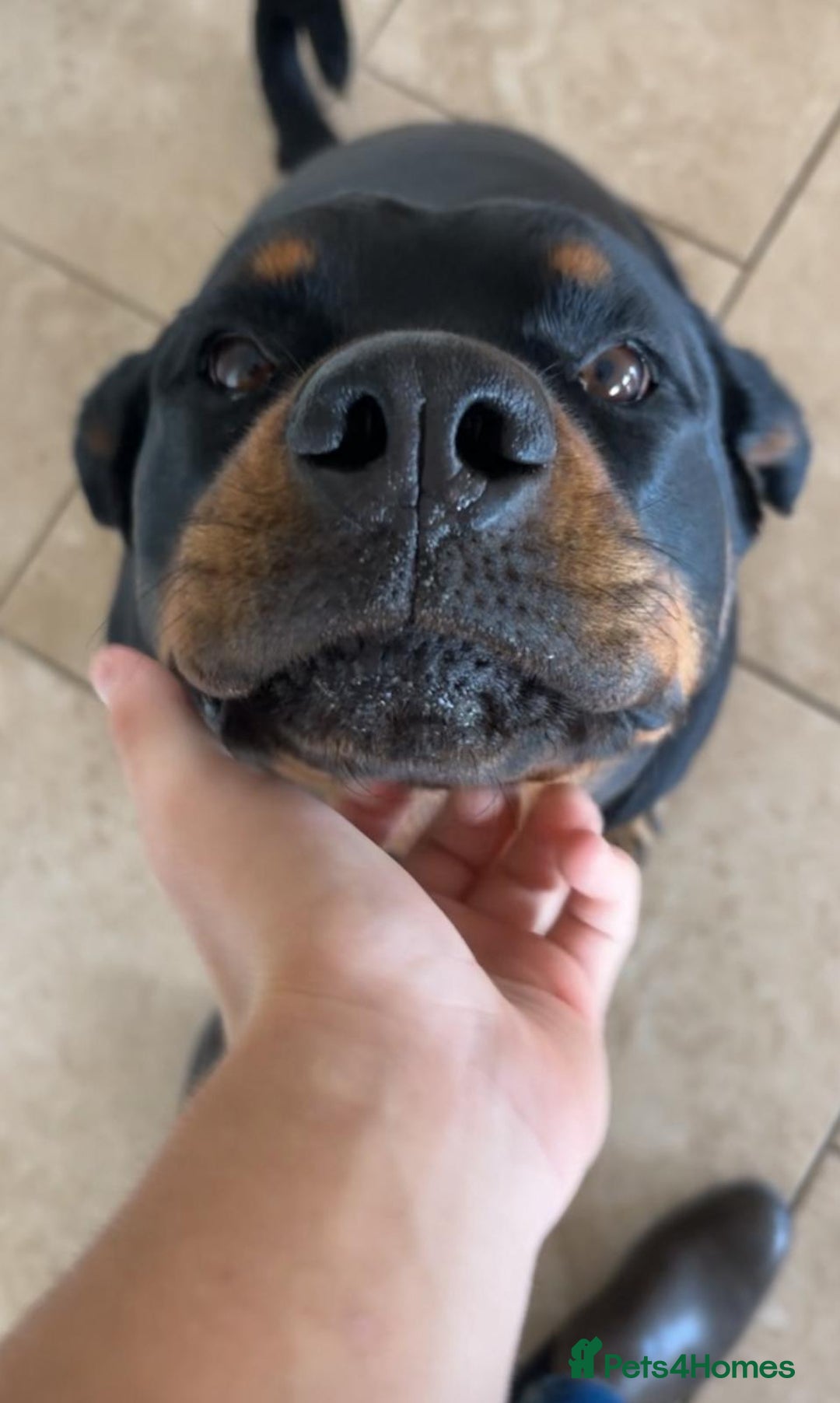 Rottweiler dogs for sale: Beautiful 4 year old Rottweiler  - Advert 8