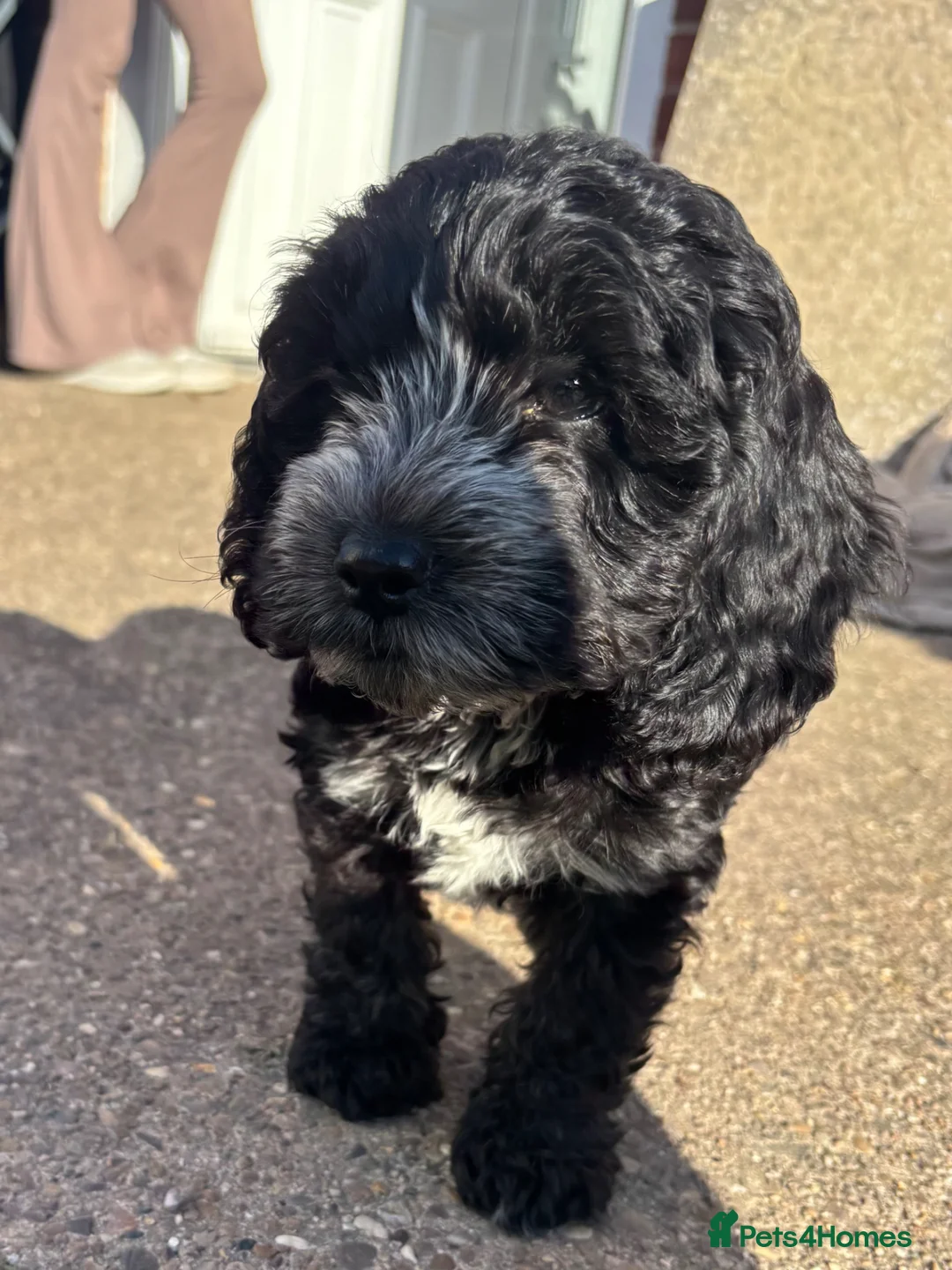 Cockapoo dogs for sale: 2 beautiful cockapoos left  - Advert 6