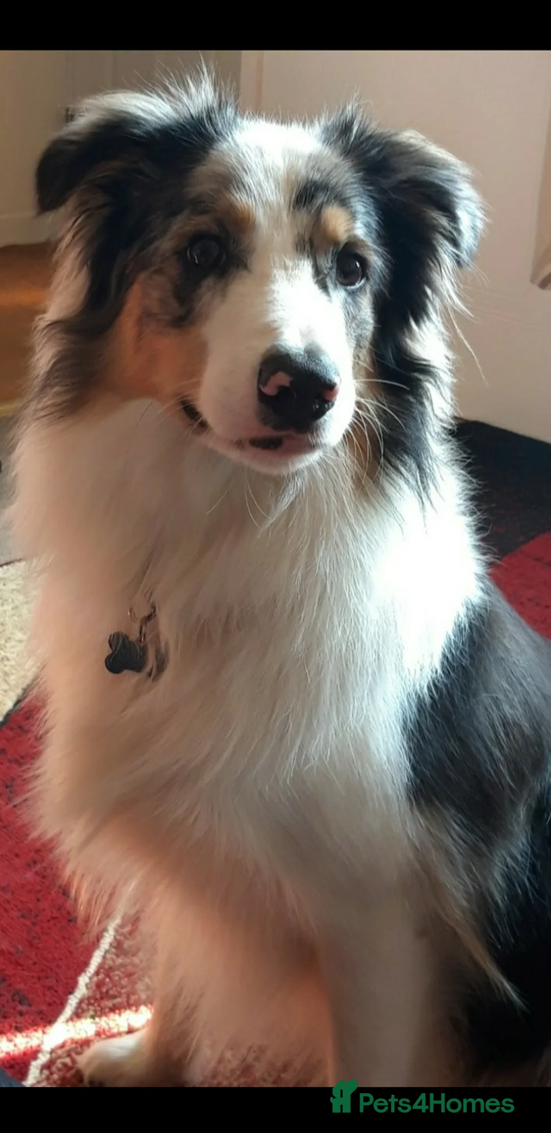 Border Collie dogs for stud: Stud Only, Pedigree Blue Merle Border Collie  - Advert 1