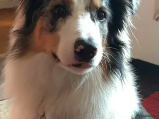 Border Collie dogs Stud Only, Pedigree Blue Merle Border Collie - Advert 17