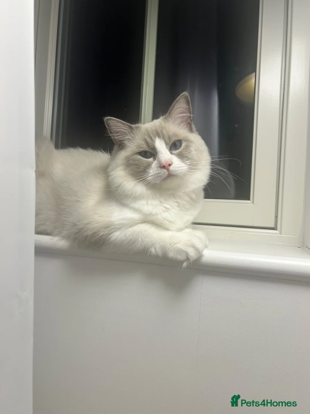 Ragdoll cats for stud: Pure blue point ragdoll Tica registered - Advert 2