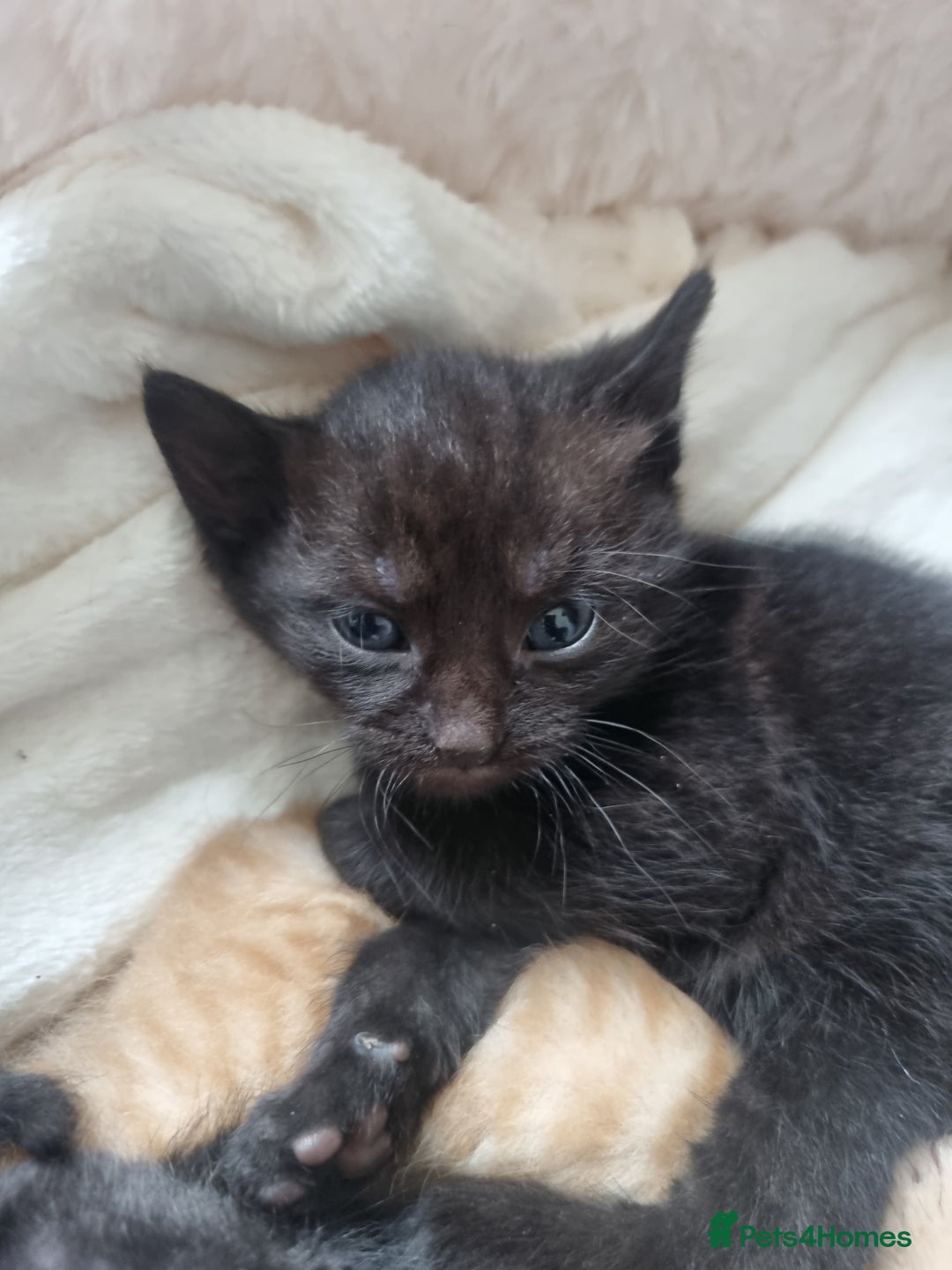 Mixed Breed cats for sale: Mixed tortoiseshell/British short-hair  - Image 9