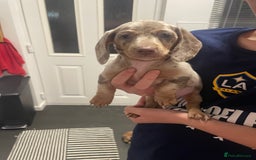 Miniature Dachshund dogs for sale: 2 x Miniature dachshund  - Image 17