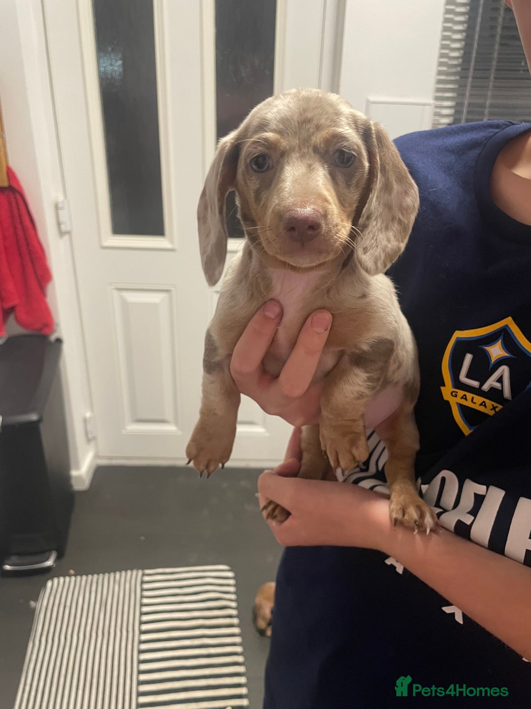 Miniature Dachshund dogs for sale: 2 x Miniature dachshund  - Image 17