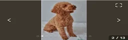 Cockapoo dogs for sale: Cockapoo Puppies  - Advert 7
