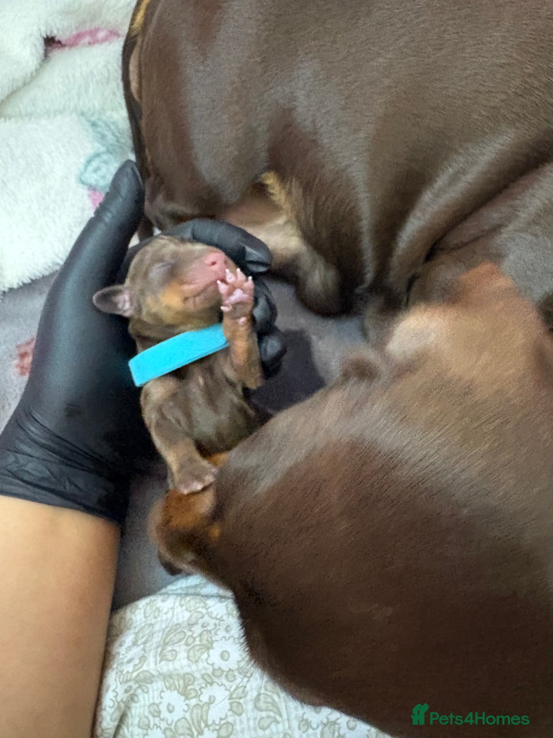 Miniature Dachshund dogs for sale: Miniature dachshund pups for sale 2 boys 1 girl  - Image 28