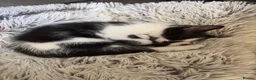 Mixed Breed cats for sale: Kittens for sale  in Luton - Advert 15