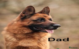 German Shepherd dogs for sale: KC REGISTERED GERMAN SHEPHERD PUPS - Image 12