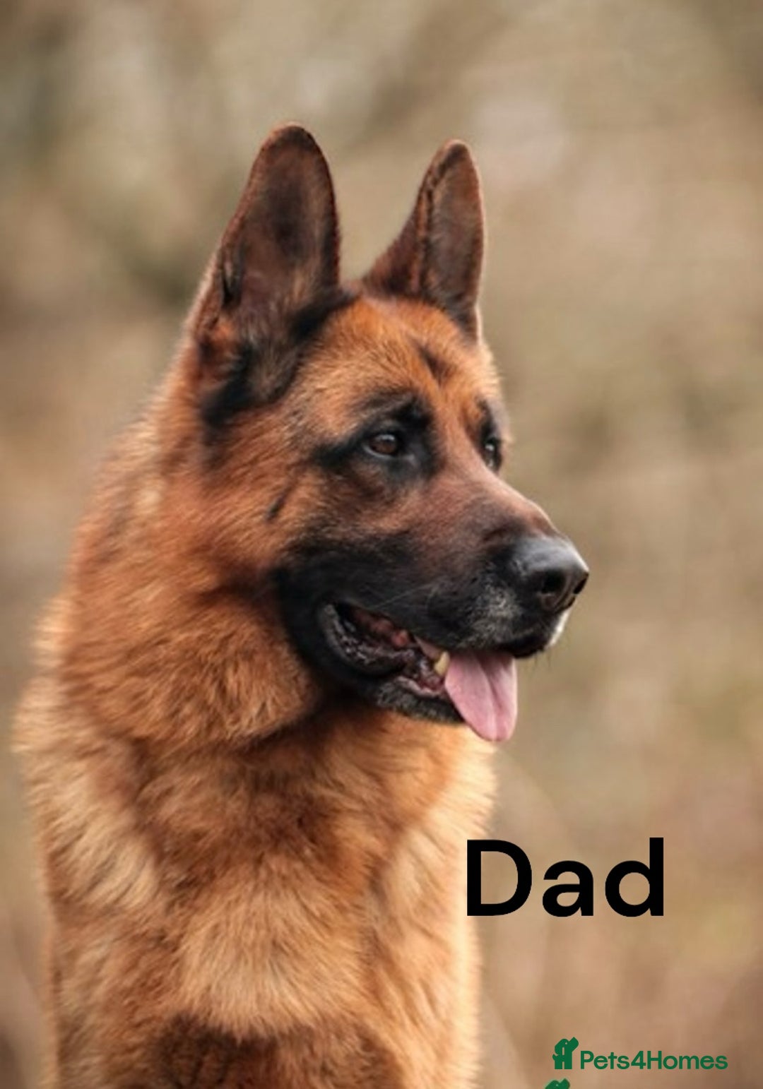 German Shepherd dogs for sale: KC REGISTERED GERMAN SHEPHERD PUPS - Image 12