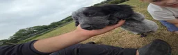 Cocker Spaniel dogs for sale: ❗️5 beautiful cocker spaniel puppies❗️🥰 - Advert 20