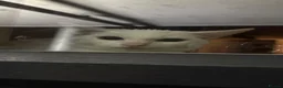 Mixed Breed cats for sale: cats available for adoption  in Huddersfield - Advert 6