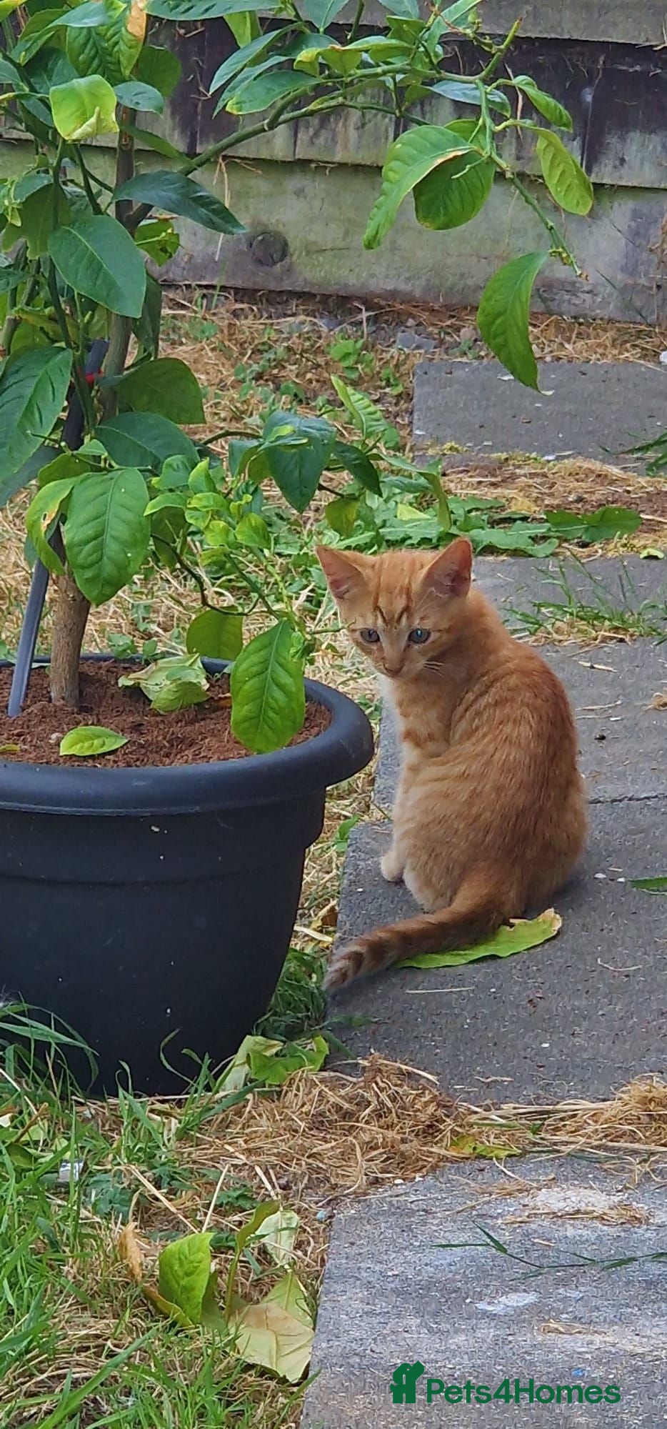 Mixed Breed cats Kittens looking forever homes - Advert 2