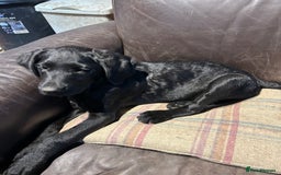 Labradoodle dogs for sale: Ready to go - Fantastic F1 Labradoodles (black) - Image 20