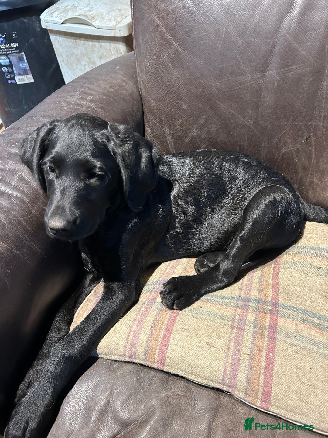 Labradoodle dogs for sale: Ready to go - Fantastic F1 Labradoodles (black) - Image 20