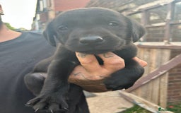 Labrador Retriever dogs for sale: Labrador puppies  - Image 16