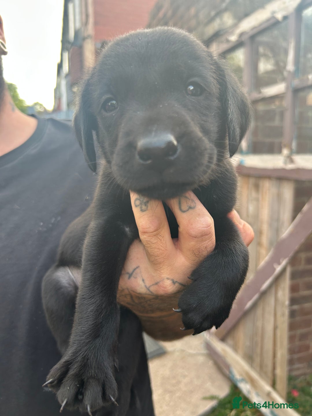 Labrador Retriever dogs for sale: Labrador puppies  - Image 16