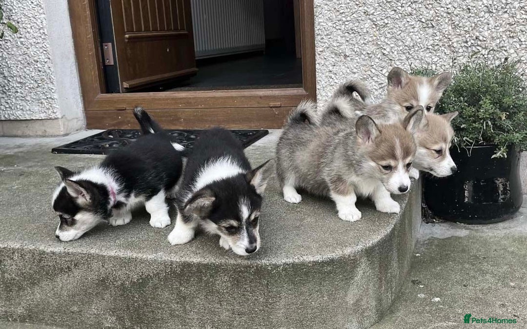 Welsh Corgi Pembroke dogs for sale: Male Welsh Corgi Pembroke - Advert 6