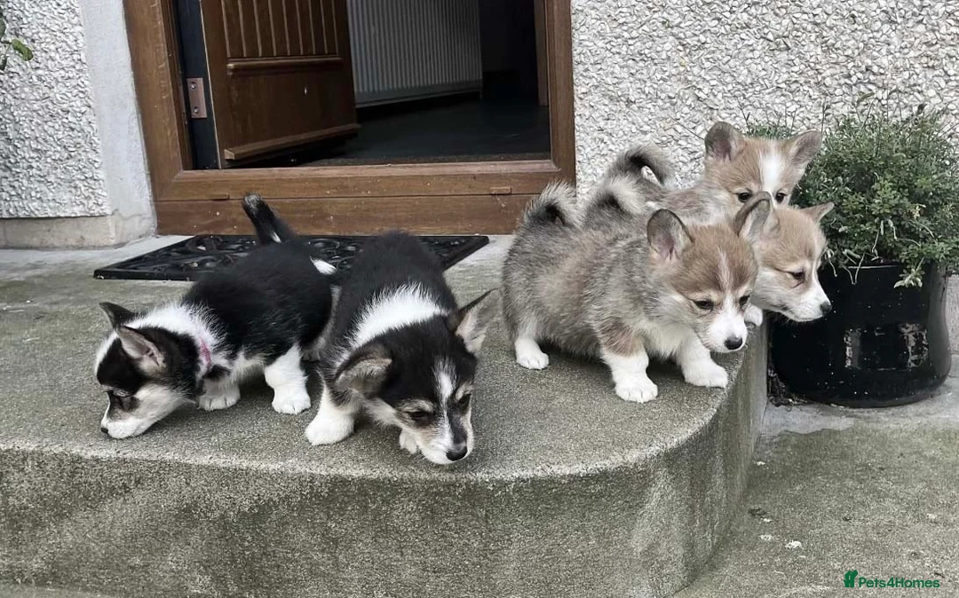 Welsh Corgi Pembroke dogs for sale: Two Male Welsh Corgis Pembroke - Advert 6