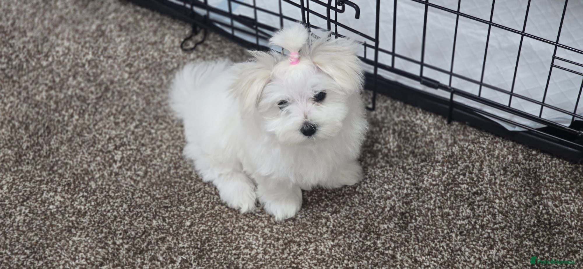 Maltese dogs Beautiful miniature female - Advert 10